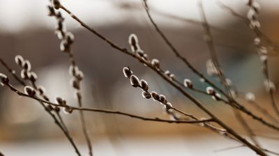 Дождь, слабый туман и до +9°С ожидаются в Беларуси 4 апреля