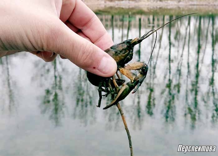 Где в Гродненской области можно ловить раков и не получить за это штраф?