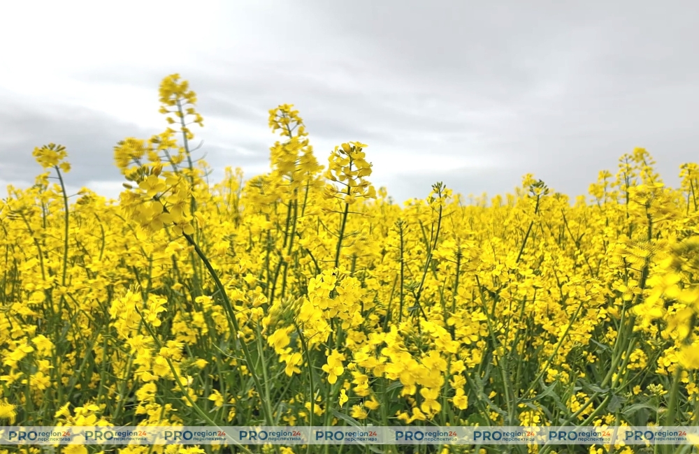 В хозяйствах Гродненского района сеют озимый рапс