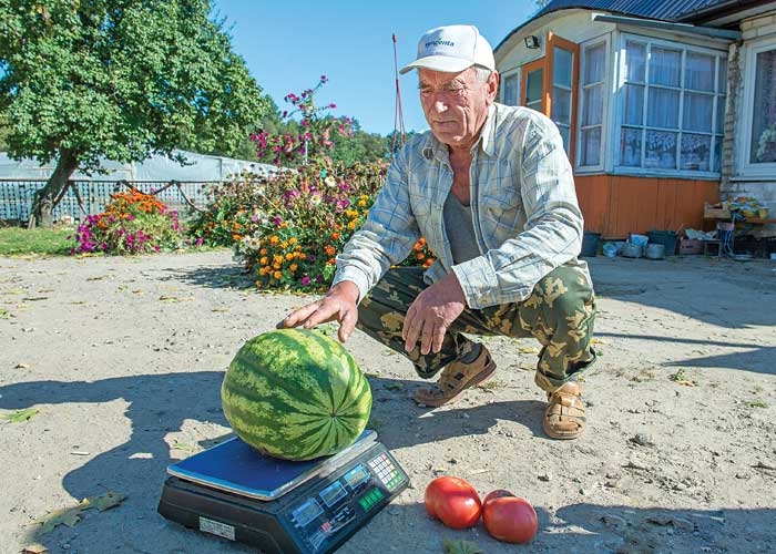 Арбузная клумба Василия Слизевича