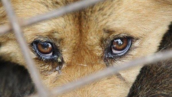 Гродненца оштрафовали за избиение собаки, но мучить пса мужчина не перестал