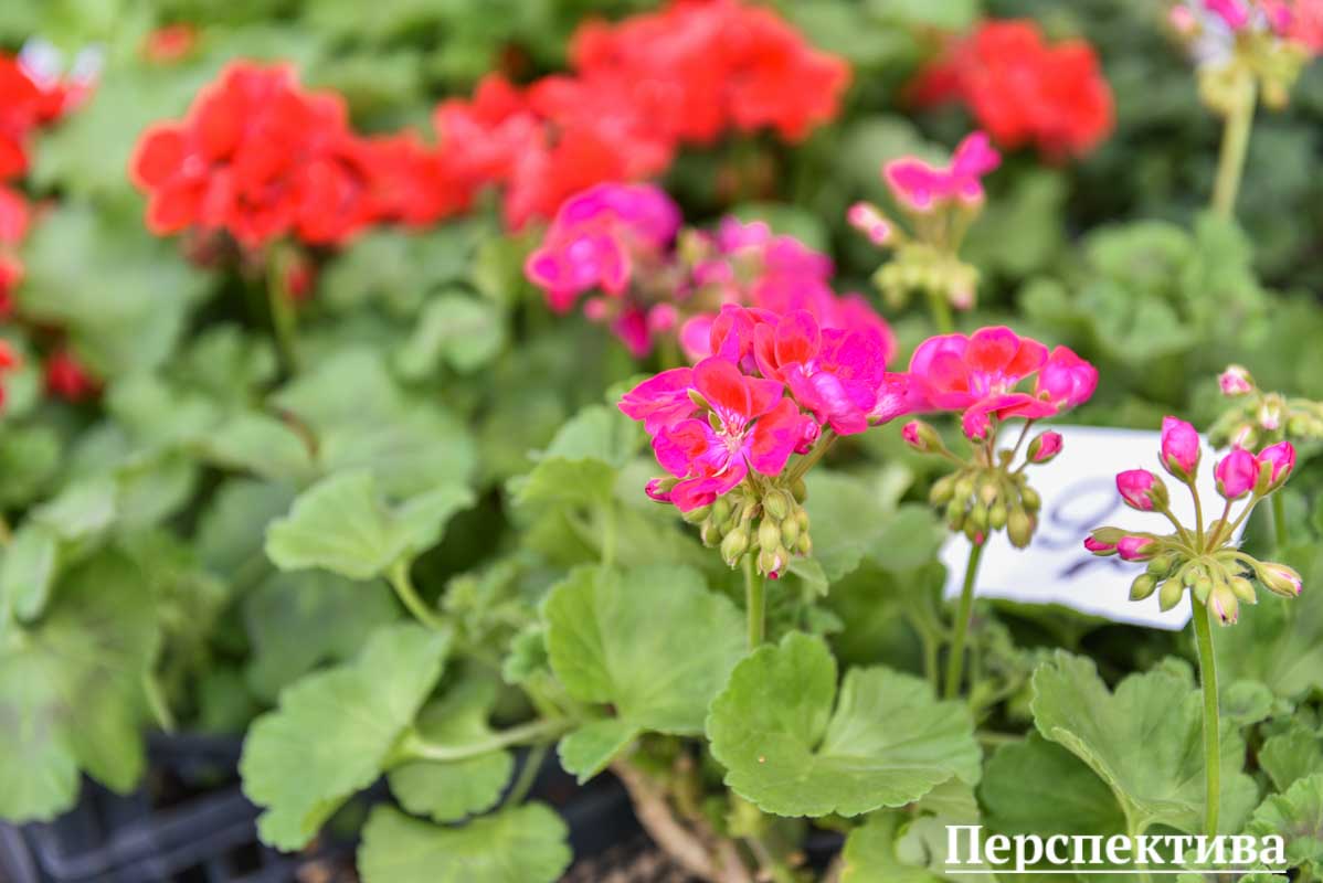 В Беларуси потеплеет во второй половине недели