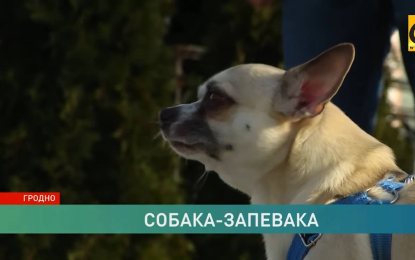 В Гродно живёт уникальный пёс, который заводит песню, как только слышит звон колоколов (+видео)