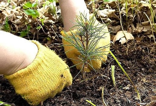 Акция "Неделя леса" пройдет в Беларуси с 14 по 21 апреля