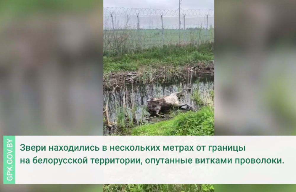 Два лося погибли в литовском пограничном заграждении 