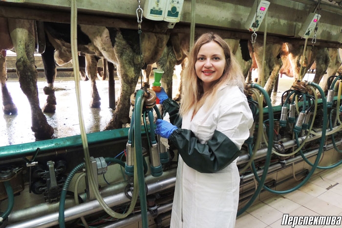 Удойная сила. Корреспондент «Перспективы» подалась в доярки