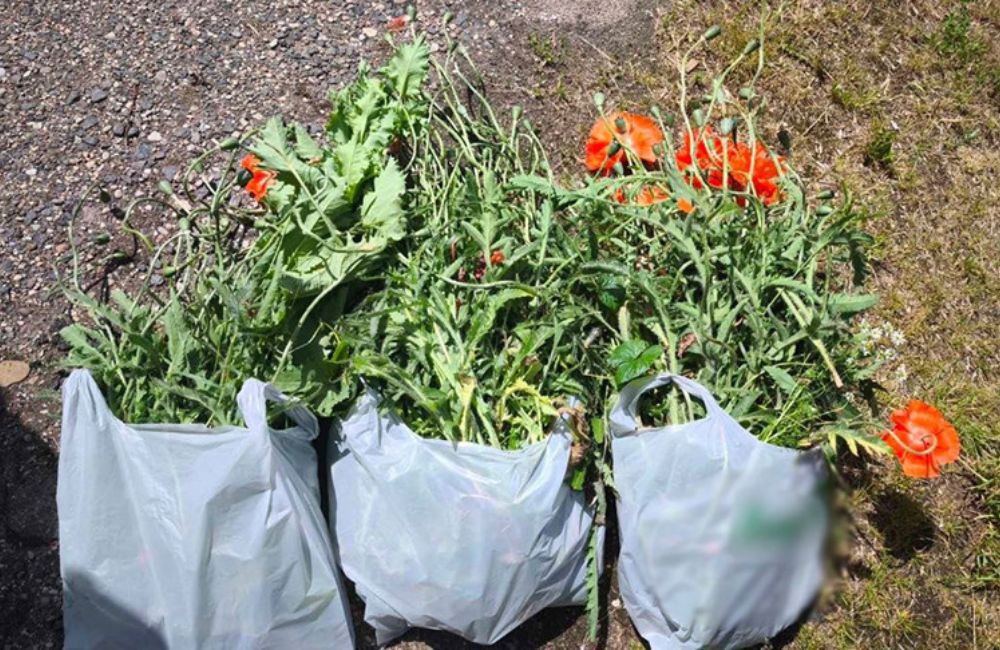 Более 540 кг мака ликвидировали за неделю в Гродненской области
