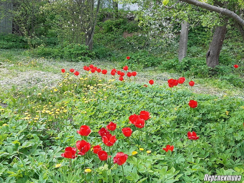 Тюльпаны