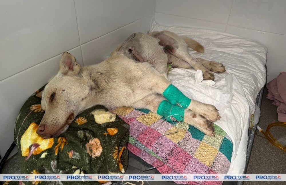 Под Гродно обнаружена раненая собака