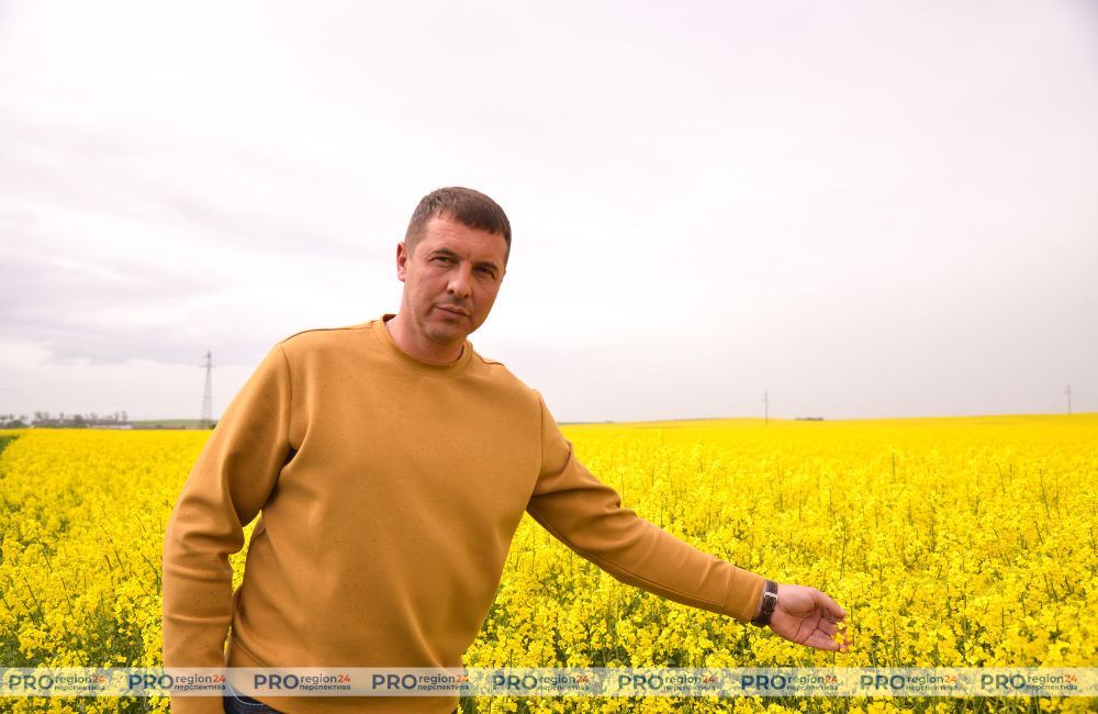 Какой урожай рапса ожидают в СПК имени Деньщикова?