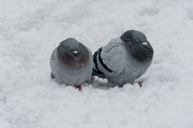 На этой неделе ожидается до -18°C