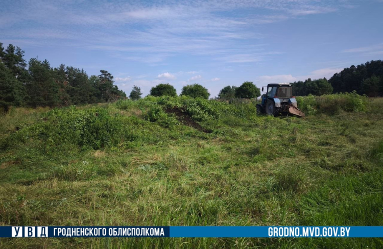 В Гродненском районе уничтожено более 6 тонн дикорастущей конопли В Гродненском районе уничтожено более 6 тонн дикорастущей конопли