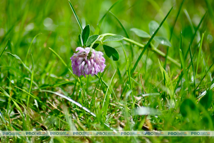 Оранжевый уровень опасности объявлен сегодня в Беларуси из-за жары