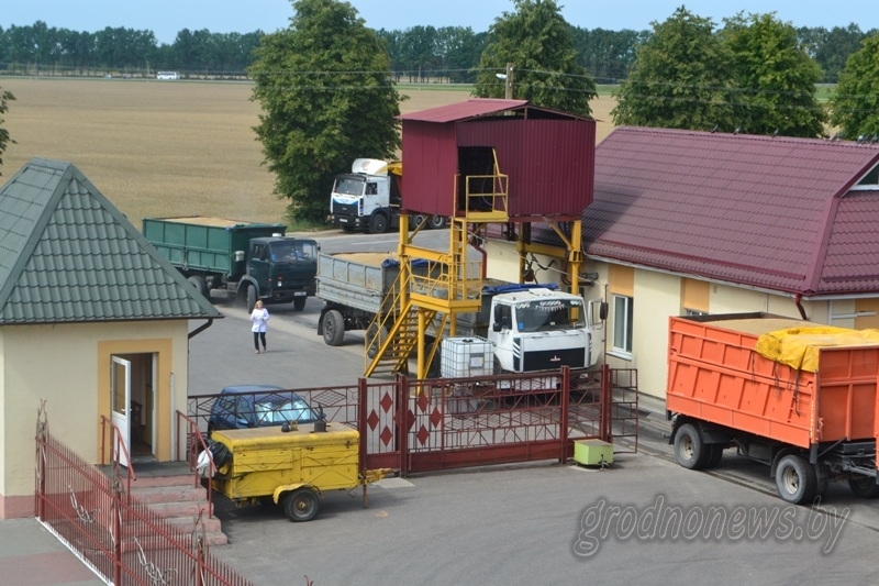 Хозяйства области поставляют в счет госзаказа качественное зерно