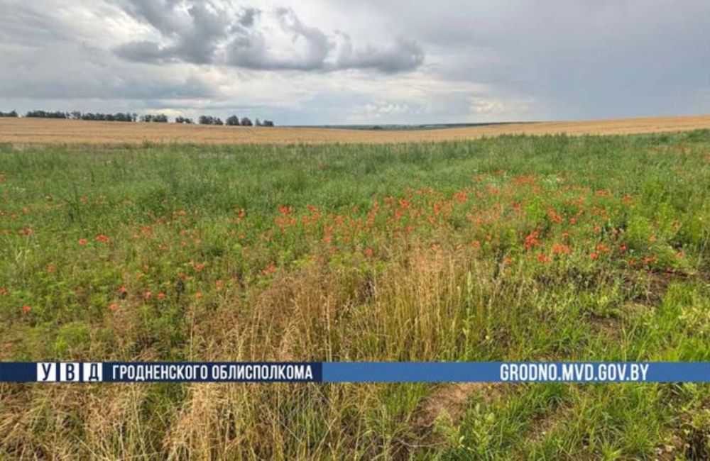 В Принеманье за неделю ликвидировано более 315 кг дикорастущего мака