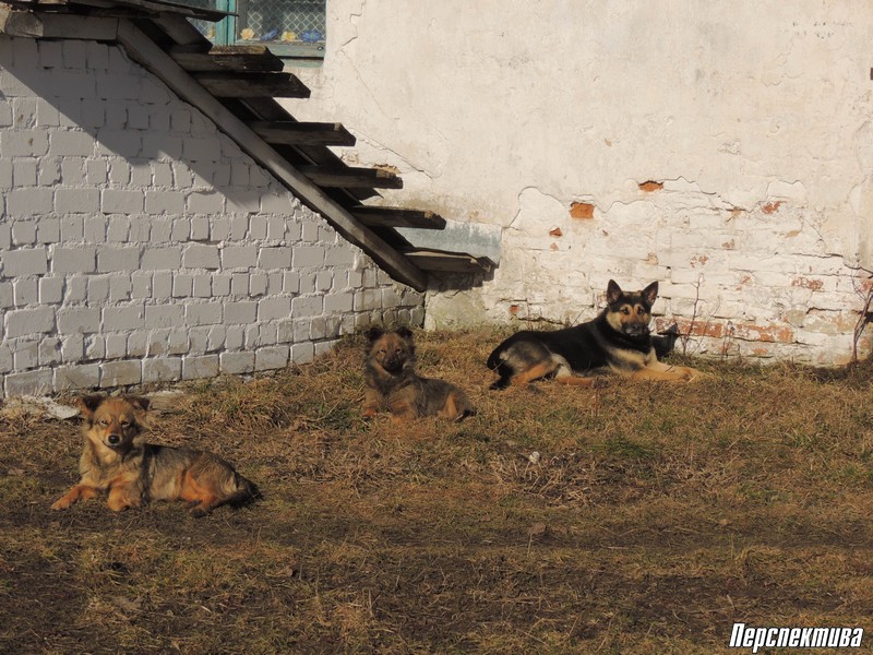 Домашние собаки держат прохожих в страхе