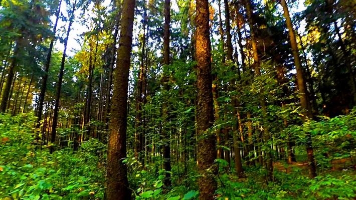 Запрет на посещение лесов введен в Гродненском районе