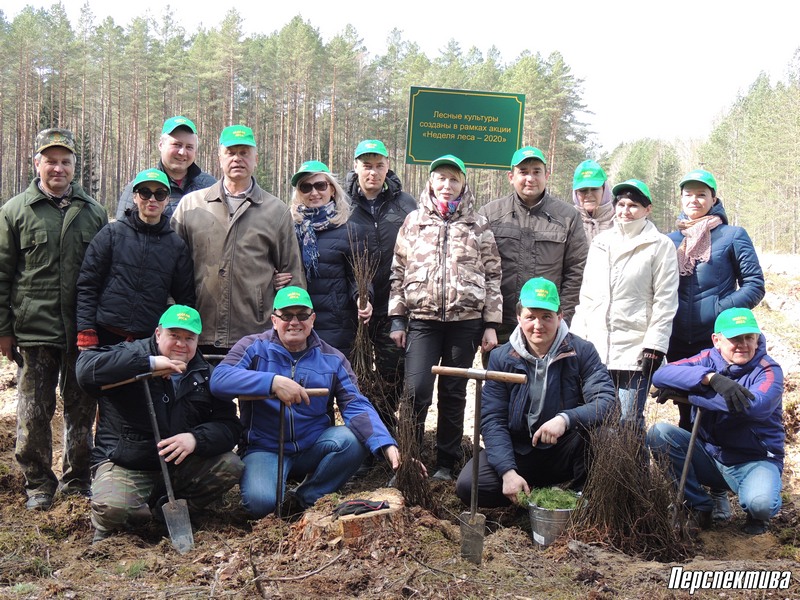 Полтора гектара сосны и березы в Новоруденском лесничестве посадили сегодня работники аппарата Гродненского райисполкома