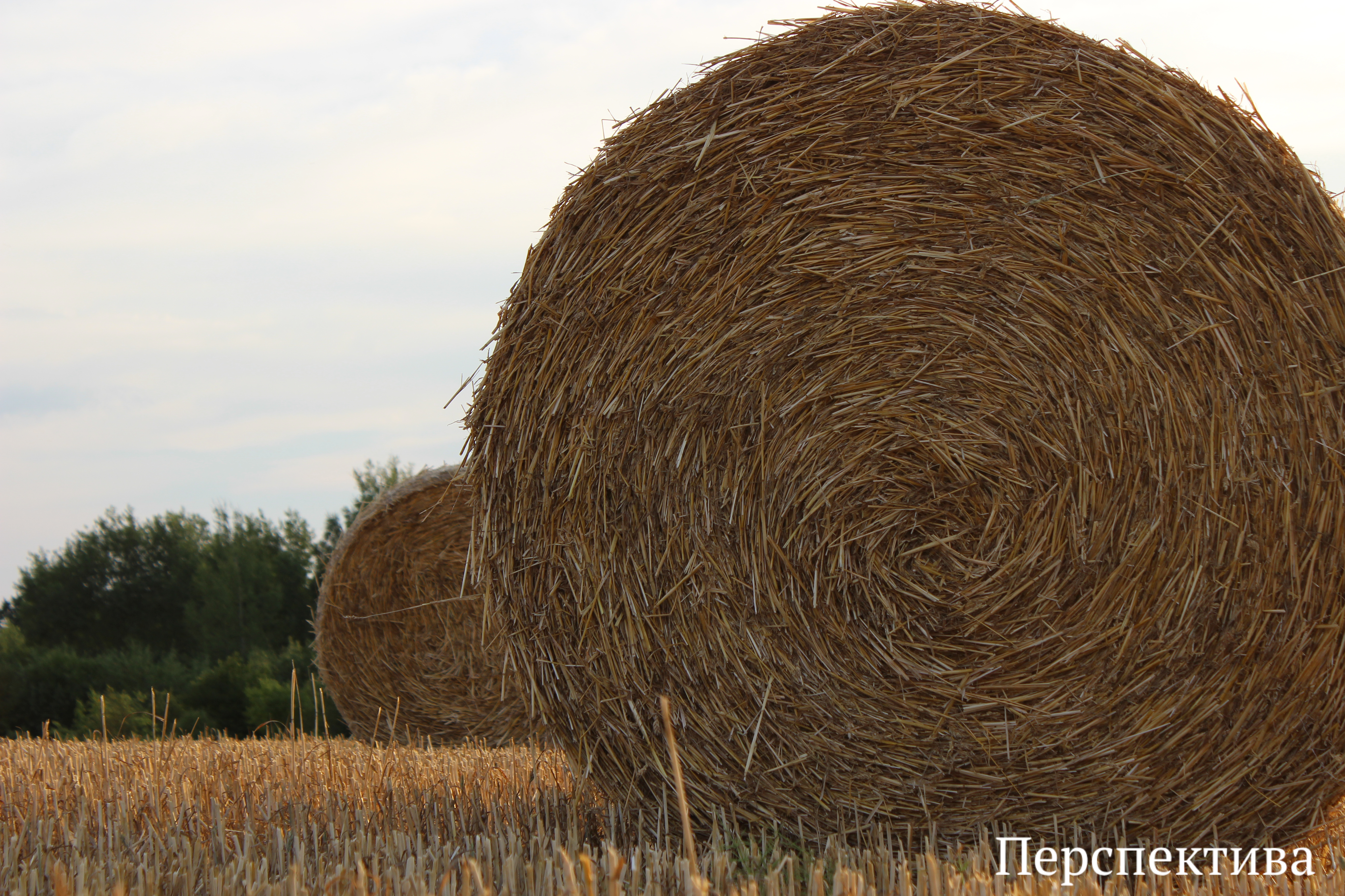 ФОТОФАКТ: Последняя песня хлебного поля