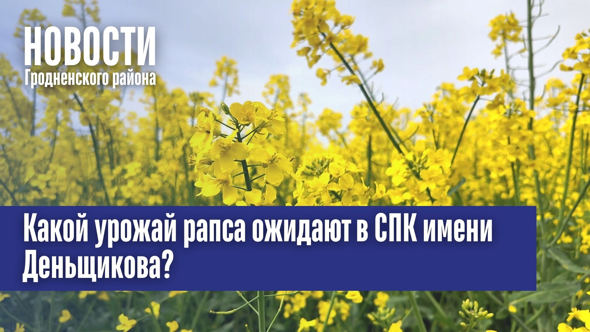 Черное золото белорусских полей. Какой урожай рапса ожидают в СПК имени Деньщикова?