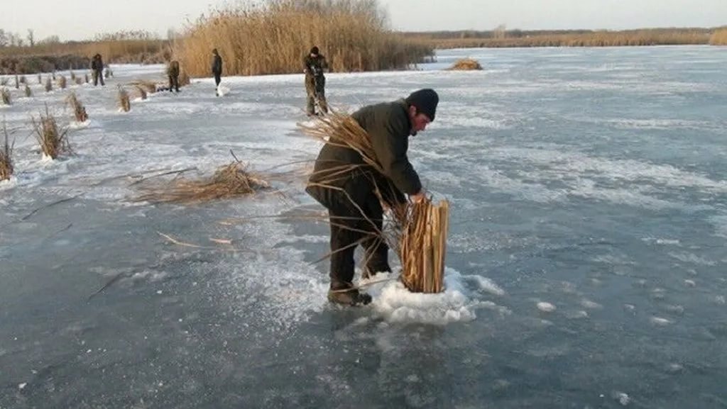 Меры предотвращения замора рыбы в зимние периоды