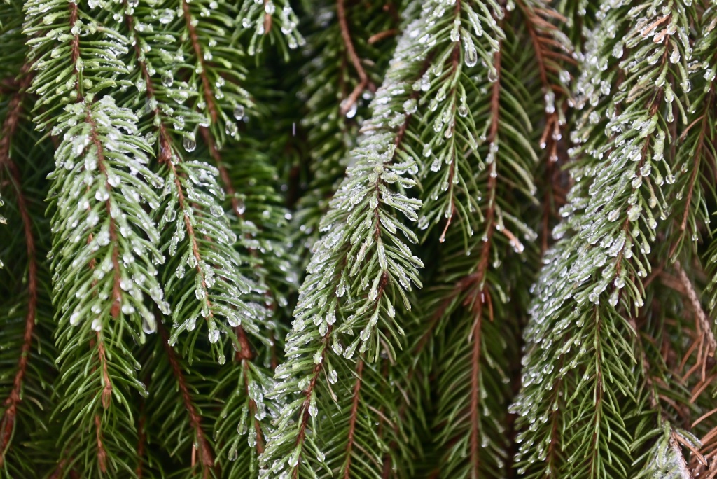 DSC_3277.JPG