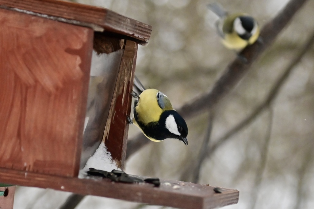 DSC_9396.JPG