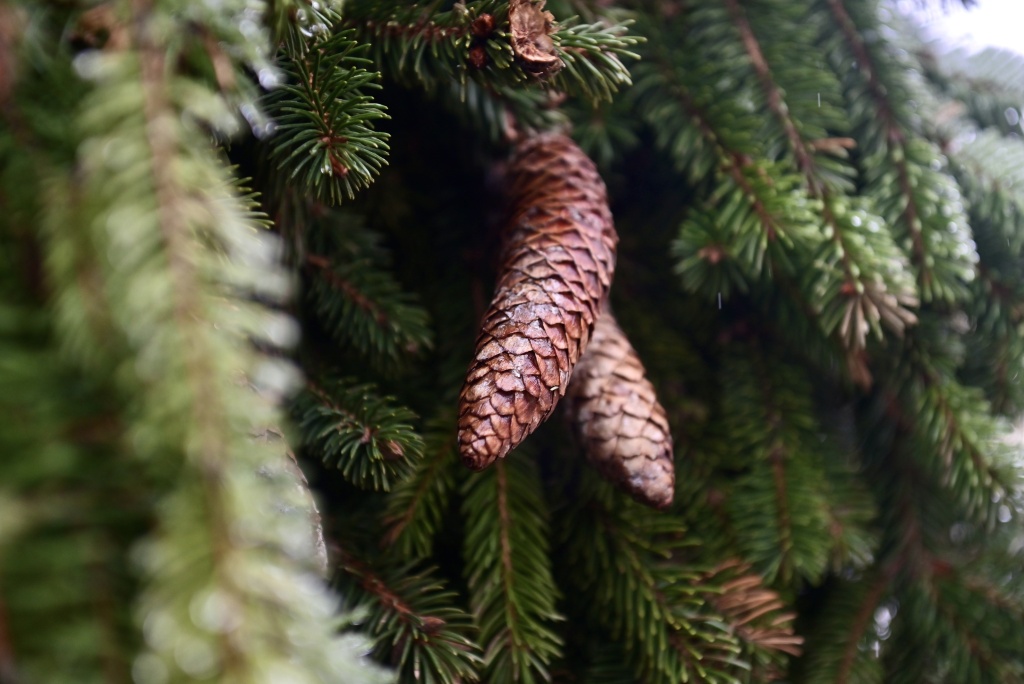 DSC_3274.JPG