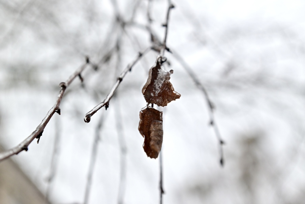 DSC_3139.JPG