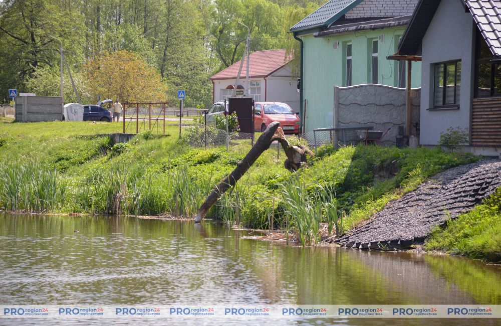 Бобры 