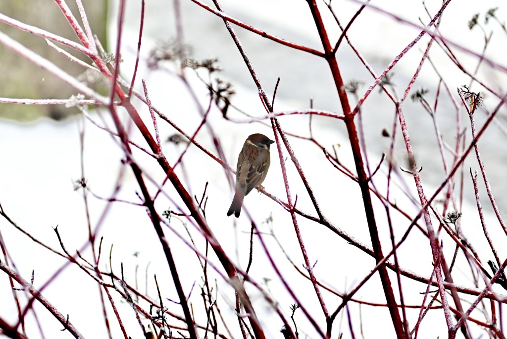 DSC_3184.JPG