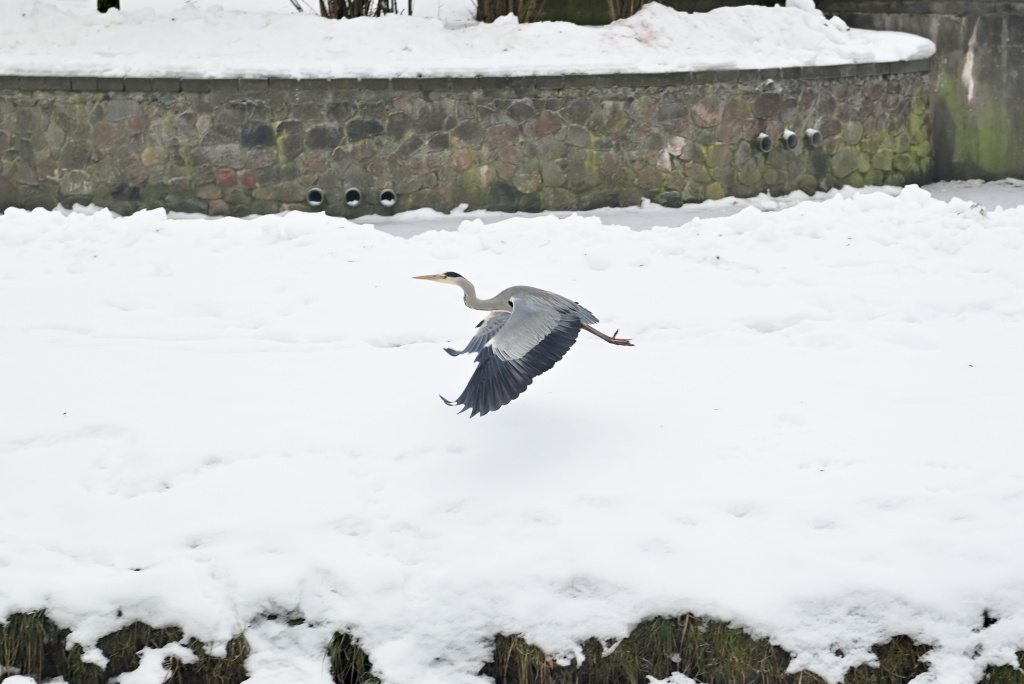 DSC_3290.JPG