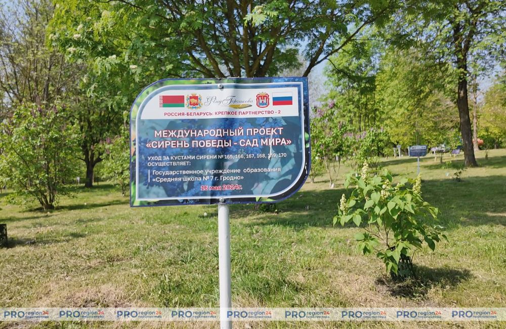 Сирень Победы 2