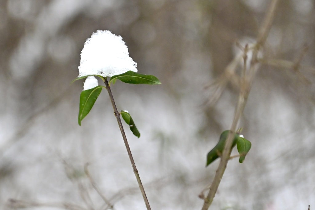 DSC_9377.JPG