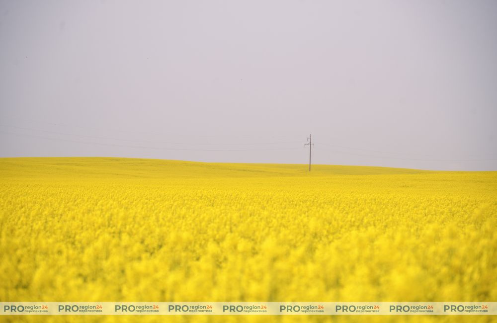 Рапс 4